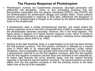 The Fluence Response of Phototropism
• Phototropism involves two fundamental processes: blue-light perception and
differential cell elongation. There is now compelling evidence that two
flavoproteins associated with the plasma membrane (PHOT1 and PHOT2) are
the photoreceptors for phototropism (Briggs and Christie 2002). These proteins
become phosphorylated in response to blue light. Differential cell elongation in
response to unilateral light is thought to be caused by the lateral redistribution of
auxin to the shaded side.
• If phototropism were a simple photochemical reaction, one would expect the
fluence response curve to rise from a threshold level of light to a plateau at which
the photoreceptor becomes saturated. However, this is not what happens. The
figure shows a diagram of a typical fluence response curve, which is similar to
what has been observed in a wide range of species, including Avena coleoptiles
and Arabidopsis stems (Poff et al. 1994).
• Starting at the light threshold, there is a bell-shaped curve that has been termed
the first positive curvature. The first positive curvature is followed by a neutral
zone in which little or no measurable response is observed. Under certain
conditions, Avena coleoptiles may actually bend away from the light in this range,
a phenomenon referred to as the first negative curvature. Both the first positive
and the first negative curvatures (neutral zone) are restricted to the coleoptile tip.
At higher light fluences the curve ascends again, and this second bending
response is termed the second positive curvature. The second positive curvature
differs from the first positive curvature in that the bending occurs at the base
rather than at the tip of the coleoptile.
 