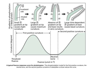 A typical fluence response curve for phototropism. The phosphorylation model for the first positive curvature, the
neutral zone, and the second positive curvature of coleoptiles is shown above the curve.
 