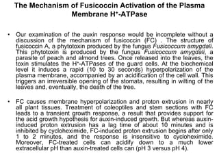 The Mechanism of Fusicoccin Activation of the Plasma
Membrane H+-ATPase
• Our examination of the auxin response would be incomplete without a
discussion of the mechanism of fusicoccin (FC) . The structure of
fusicoccin A, a phytotoxin produced by the fungus Fusicoccum amygdali.
This phytotoxin is produced by the fungus Fusicoccum amygdali, a
parasite of peach and almond trees. Once released into the leaves, the
toxin stimulates the H+-ATPases of the guard cells. At the biochemical
level it induces a rapid (10 to 30 seconds) hyperpolarization of the
plasma membrane, accompanied by an acidification of the cell wall. This
triggers an irreversible opening of the stomata, resulting in wilting of the
leaves and, eventually, the death of the tree.
• FC causes membrane hyperpolarization and proton extrusion in nearly
all plant tissues. Treatment of coleoptiles and stem sections with FC
leads to a transient growth response, a result that provides support for
the acid growth hypothesis for auxin-induced growth. But whereas auxin-
induced proton extrusion has a lag time of about 10 minutes and is
inhibited by cycloheximide, FC-induced proton extrusion begins after only
1 to 2 minutes, and the response is insensitive to cycloheximide.
Moreover, FC-treated cells can acidify down to a much lower
extracellular pH than auxin-treated cells can (pH 3 versus pH 4).
 