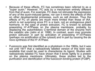 • Because of these effects, FC has sometimes been referred to as a
"super auxin." However, FC acts by a mechanism entirely different
from that of auxin. For example, FC does not stimulate the expression
of any of the auxin-induced genes, nor can it mimic the effects of IAA
on other developmental processes, such as cell division. Thus the
effects of FC on plants are much more limited than those of IAA,
which is not surprising since FC is a toxin, not an endogenous plant
hormone. In the case of proton extrusion, FC is known to activate
preexisting H+-ATPases on the plasma membrane, probably by
displacing the autoinhibitory C-terminal domain of the enzyme from
the catalytic site (Jahn et al. 1996). In contrast, auxin may promote
proton extrusion in part by activation of preexisting H+-ATPases
(perhaps via acidification of the cytosol) and in part by causing the de
novo synthesis of the H+-ATPase.
• Fusicoccin was first identified as a phytotoxin in the 1960s, but it was
not until 1977 that a radioactively labeled version of this toxin was
available that could be used to characterize its ligand. Studies with
radioactively labeled FC have shown that it binds tightly to a protein
on the plasma membrane. Ultimately, these studies led to the
purification and identification of the fusicoccin-binding protein (FCBP).
 