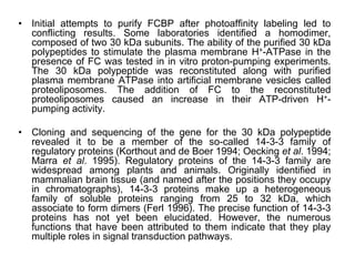 • Initial attempts to purify FCBP after photoaffinity labeling led to
conflicting results. Some laboratories identified a homodimer,
composed of two 30 kDa subunits. The ability of the purified 30 kDa
polypeptides to stimulate the plasma membrane H+-ATPase in the
presence of FC was tested in in vitro proton-pumping experiments.
The 30 kDa polypeptide was reconstituted along with purified
plasma membrane ATPase into artificial membrane vesicles called
proteoliposomes. The addition of FC to the reconstituted
proteoliposomes caused an increase in their ATP-driven H+-
pumping activity.
• Cloning and sequencing of the gene for the 30 kDa polypeptide
revealed it to be a member of the so-called 14-3-3 family of
regulatory proteins (Korthout and de Boer 1994; Oecking et al. 1994;
Marra et al. 1995). Regulatory proteins of the 14-3-3 family are
widespread among plants and animals. Originally identified in
mammalian brain tissue (and named after the positions they occupy
in chromatographs), 14-3-3 proteins make up a heterogeneous
family of soluble proteins ranging from 25 to 32 kDa, which
associate to form dimers (Ferl 1996). The precise function of 14-3-3
proteins has not yet been elucidated. However, the numerous
functions that have been attributed to them indicate that they play
multiple roles in signal transduction pathways.
 