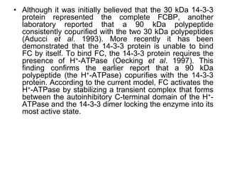 • Although it was initially believed that the 30 kDa 14-3-3
protein represented the complete FCBP, another
laboratory reported that a 90 kDa polypeptide
consistently copurified with the two 30 kDa polypeptides
(Aducci et al. 1993). More recently it has been
demonstrated that the 14-3-3 protein is unable to bind
FC by itself. To bind FC, the 14-3-3 protein requires the
presence of H+-ATPase (Oecking et al. 1997). This
finding confirms the earlier report that a 90 kDa
polypeptide (the H+-ATPase) copurifies with the 14-3-3
protein. According to the current model, FC activates the
H+-ATPase by stabilizing a transient complex that forms
between the autoinhibitory C-terminal domain of the H+-
ATPase and the 14-3-3 dimer locking the enzyme into its
most active state.
 