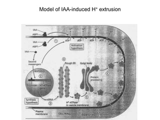 Model of IAA-induced H+ extrusion
 