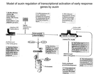 Model of auxin regulation of transcriptional activation of early response
genes by auxin
 