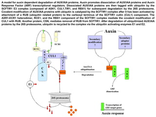 A model for auxin dependent degradation of AUX/IAA proteins. Auxin promotes dissociation of AUX/IAA proteins and Auxin
Response Factor (ARF) transcriptional regulators. Dissociated AUX/IAA proteins are then tagged with ubiquitin by the
SCFTIR1 E3 complex (composed of ASK1, CUL1,TIR1, and RBX1) for subsequent degradation by the 26S proteosome.
Covalent modification of AUX/IAA proteins with ubiqutin is catalyzed by the SCFTIR1 complex after it has been activated by
attachment of a RUB (ubiquitin related protein) to the carboxyl terminus of the SCFTIR1 cullin (CUL1) component. The
AXR1-ECR1 heterodimer, RCE1, and the RBX1 component of the SCFTIR1 complex mediate the covalent modification of
CUL1 with RUB. Another protein, CSN, mediates removal of RUB from SCFTIR1. After degradation of ubiquitinized AUX/IAA
proteins by the 26S proteosome, ubiqutin is recycled to the complex via the ubiquitin activating enzymes E1 and E2.
 