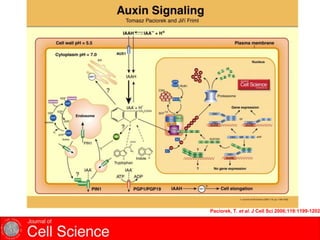 Paciorek, T. et al. J Cell Sci 2006;119:1199-1202
 