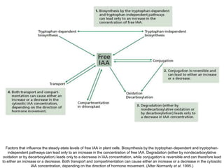 Factors that influence the steady-state levels of free IAA in plant cells. Biosynthesis by the tryptophan-dependent and tryptophan-
independent pathways can lead only to an increase in the concentration of free IAA. Degradation (either by nondecarboxylative
oxidation or by decarboxylation) leads only to a decrease in IAA concentration, while conjugation is reversible and can therefore lead
to either an increase or a decrease. Both transport and compartmentation can cause either an increase or a decrease in the cytosolic
IAA concentration, depending on the direction of hormone movement. (After Normanly et al. 1995.)
 