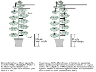 Concentrations of IAA in different regions of the
shoot of a wild-type tobacco plant. The bars at
the different regions indicate the auxin
concentrations found in leaves and stems. (After
Sitbon et al. 1991.)
Concentrations of IAA in different regions of the shoot of a transformed
tobacco plant expressing the bacterial genes that encode the two enzymes
involved in the IAM pathway of IAA biosynthesis: Trp monoxygenase and IAM
hydrolase. The bars at the different regions indicate the auxin concentrations
found in leaves and stems. (After Sitbon et al. 1991.)
 