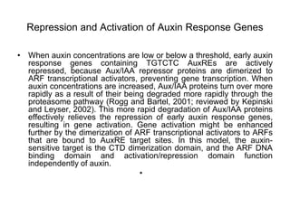 Repression and Activation of Auxin Response Genes
• When auxin concentrations are low or below a threshold, early auxin
response genes containing TGTCTC AuxREs are actively
repressed, because Aux/IAA repressor proteins are dimerized to
ARF transcriptional activators, preventing gene transcription. When
auxin concentrations are increased, Aux/IAA proteins turn over more
rapidly as a result of their being degraded more rapidly through the
proteasome pathway (Rogg and Bartel, 2001; reviewed by Kepinski
and Leyser, 2002). This more rapid degradation of Aux/IAA proteins
effectively relieves the repression of early auxin response genes,
resulting in gene activation. Gene activation might be enhanced
further by the dimerization of ARF transcriptional activators to ARFs
that are bound to AuxRE target sites. In this model, the auxin-
sensitive target is the CTD dimerization domain, and the ARF DNA
binding domain and activation/repression domain function
independently of auxin.
•
 