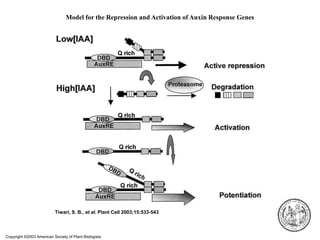 Copyright ©2003 American Society of Plant Biologists
Tiwari, S. B., et al. Plant Cell 2003;15:533-543
Model for the Repression and Activation of Auxin Response Genes
 
