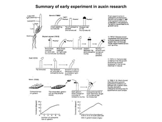 Summary of early experiment in auxin research
 