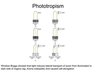 Phototropism
Winslow Briggs showed that light induces lateral transport of auxin from illuminated to
dark side of organs (eg. Avena coleoptile) and caused cell elongation
 