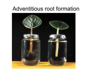 Adventitious root formation
 