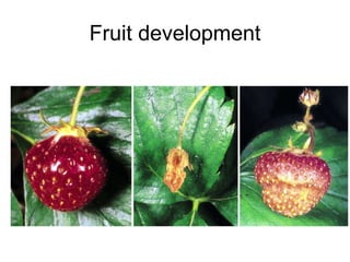 Fruit development
 