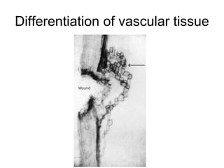 Differentiation of vascular tissue
 