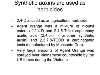 Synthetic auxins are used as
herbicides
– 2,4-D is used as an agricultural herbicide
– Agent orange was a mixture of n-butyl
esters of 2,4-D and 2,4,5-Trichlorophenoxy
acetic acid (2,4,5-T - another synthetic
auxin) and 2,3,7,8-TCDD a carcinogenic
toxin manufactured by Monsanto Corp.
– Very large amounts of Agent Orange was
sprayed over Vietnamese countryside by the
US forces during the Vietnam
 