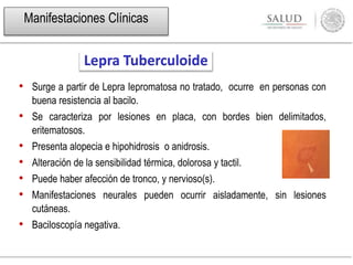 • Surge a partir de Lepra Iepromatosa no tratado, ocurre en personas con
buena resistencia al bacilo.
• Se caracteriza por lesiones en placa, con bordes bien delimitados,
eritematosos.
• Presenta alopecia e hipohidrosis o anidrosis.
• Alteración de la sensibilidad térmica, dolorosa y tactil.
• Puede haber afección de tronco, y nervioso(s).
• Manifestaciones neurales pueden ocurrir aisladamente, sin lesiones
cutáneas.
• Baciloscopía negativa.
Lepra Tuberculoide
Manifestaciones Clínicas
 