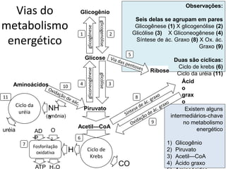 Existem alguns
intermediários-chave
no metabolismo
energético
1) Glicogênio
2) Piruvato
3) Acetil—CoA
4) Ácido graxo
Observações:
Seis delas se agrupam em pares
Glicogênese (1) X glicogenólise (2)
Glicólise (3) X Gliconeogênese (4)
Síntese de ác. Graxo (8) X Ox. ác.
Graxo (9)
Duas são cíclicas:
Ciclo de krebs (6)
Ciclo da uréia (11)
Vias do
metabolismo
energético
Glicose
Piruvato
Ribose
Acetil—CoA
Ácid
o
grax
o
glicólise
gliconeogêneseglicogênese
glicogenólise
Glicogênio
Fosforilação
oxidativa
Ciclo da
uréia
Aminoácidos
1 2
34
5
Ciclo de
Krebs
6
7
8
9
10
11
NH
3(amônia)
CO
H
v
v
uréia O
2
H O
AD
P
ATP
 