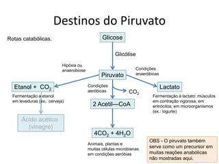 Destinos do Piruvato
Rotas catabólicas.
Piruvato
Glicose
2 Acetil—CoA
4CO2 + 4H2O
Etanol + CO2 Lactato
Animais, plantas e
muitas células microbianas
em condições aeróbias
Fermentação a etanol
em leveduras (ex.: cerveja)
Fermentação à lactato: músculos
em contração vigorosa; em
eritrócitos; em microorganismos
(ex.: iogurte)
CO2
Condições
aeróbicas
Condições
anaeróbicas
Hipóxia ou
anaerobiose
Glicólise
OBS - O piruvato também
serve como um precursor em
muitas reações anabólicas
não mostradas aqui.
Ácido acético
(vinagre)
 