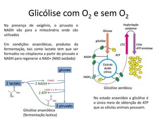 Glicólise com O2 e sem O2
Na presença de oxigênio, o piruvato e
NADH vão para a mitocôndria onde são
utilizados
Em condições anaeróbicas, produtos da
fermentação, tais como lactato tem que ser
formados no citoplasma a partir do piruvato e
NADH para regenerar o NAD+ (NAD oxidado)
No estado anaeróbio a glicólise é
o único meio de obtenção de ATP
que as células animais possuem.
Glicólise anaeróbica
(fermentação lactica)
Glicólise aeróbica
 