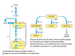 Localização das etapas equilíbrio redox. A
geração e o consumo de NADH, na via glicolítica.
Diversos destinos do piruvato. Etanol e lactato podem
ser formados por reações envolvendo NADH.
Alternativamente, uma unidade de dois carbonos pode
ser acoplada a coenzima A , a partir do piruvato.
 