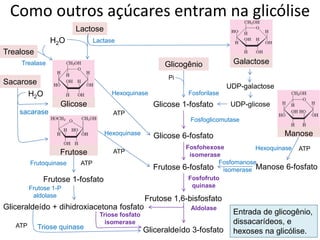 Fosfomanose
isomerase
Como outros açúcares entram na glicólise
Entrada de glicogênio,
dissacarídeos, e
hexoses na glicólise.
Glicose
Glicose 6-fosfato
Frutose 6-fosfato
Frutose 1,6-bisfosfato
Gliceraldeído 3-fosfato
Sacarose
Frutose
Manose
Glicogênio
Trealose
Lactose
Frutose 1-fosfato
Gliceraldeído + dihidroxiacetona fosfato
sacarase
Triose quinase
Triose fosfato
isomerase
Frutose 1-P
aldolase
Frutoquinase
Hexoquinase
Hexoquinase
Trealase Galactose
Glicose 1-fosfato
Fosforilase
Pi
Fosfoglicomutase
Fosfofruto
quinase
ATP
ATP
ATP
Lactase
Aldolase
Fosfohexose
isomerase
Manose 6-fosfato
Hexoquinase ATP
UDP-galactose
UDP-glicose
H2O
H2O
ATP
 