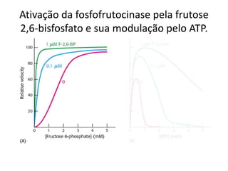Ativação da fosfofrutocinase pela frutose
2,6-bisfosfato e sua modulação pelo ATP.
 