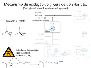 Inibida por iodoacetato,
que reage com
sulfidrilas (--SH)
Mecanismo de oxidação do gliceraldeído 3-fosfato.
(Enz, gliceraldeído-3-fosfato desidrogenase).
Arsenato e Fosfato
 