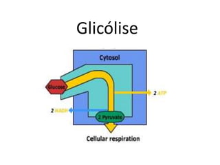 Glicólise
 