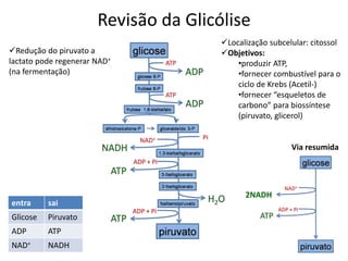 Revisão da Glicólise
Redução do piruvato a
lactato pode regenerar NAD+
(na fermentação)
Localização subcelular: citossol
Objetivos:
•produzir ATP,
•fornecer combustível para o
ciclo de Krebs (Acetil-)
•fornecer “esqueletos de
carbono” para biossíntese
(piruvato, glicerol)
entra sai
Glicose Piruvato
ADP ATP
NAD+ NADH
Via resumida
2NADH
 