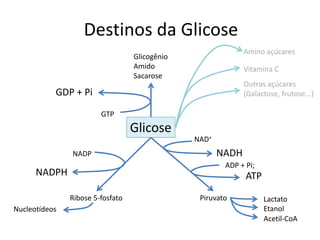 Destinos da Glicose
Glicose
PiruvatoRibose 5-fosfato
Glicogênio
Amido
Sacarose
Amino açúcares
Vitamina C
Outros açúcares
(Galactose, frutose...)
NADP
NADPH
ADP + Pi;
ATP
GTP
GDP + Pi
Nucleotídeos
Lactato
Etanol
Acetil-CoA
NADH
NAD+
 