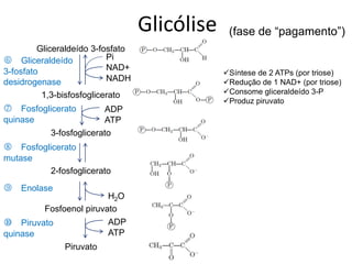 q Fosfoglicerato
mutase
p Fosfoglicerato
quinase
Gliceraldeído 3-fosfato
1,3-bisfosfoglicerato
3-fosfoglicerato
2-fosfoglicerato
Fosfoenol piruvato
Piruvato
ADP
ATP
ADP
ATP
NAD+
NADH
Pi
H2O
o Gliceraldeído
3-fosfato
desidrogenase
r Enolase
s Piruvato
quinase
Glicólise (fase de “pagamento”)
Síntese de 2 ATPs (por triose)
Redução de 1 NAD+ (por triose)
Consome gliceraldeído 3-P
Produz piruvato
 