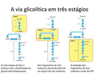 A via glicolítica em três estágios
As três etapas da fase 1
começa com a fosforilação da
glicose pela hexoquinase.
Dois fragmentos de três
carbonos são produzidos de
um açúcar de seis carbonos.
A oxidação dos
fragmentos de três
carbonos rende de ATP
 