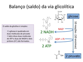 Balanço (saldo) da via glicolítica
O saldo da glicólise é simples:
a glicose é quebrada em
duas moléculas de piruvato
além disso duas moléculas
de ATP e duas de NADH e dois
prótons (H+) são formados.
glicose
2 piruvato
NAD+
2 NADH
ADP + Pi
2 ATP
10reações(10enzimas)
 