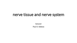 nerve tissue and nerve system
lecturer
Paul A. Kobeza
 