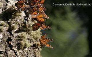 Conservación de la biodiversidad
 