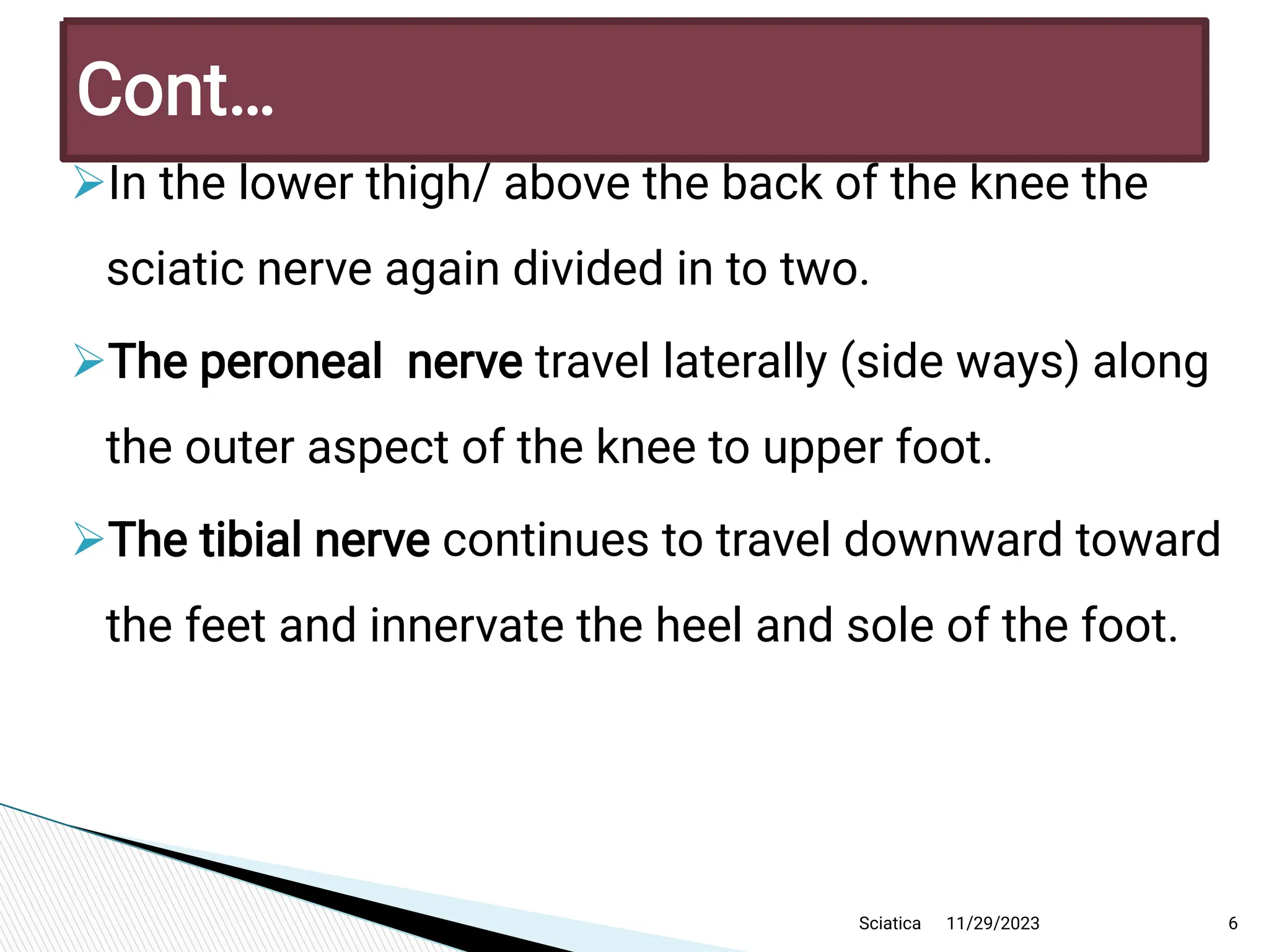 
In the low er thigh/ above the back of the knee the
sciatic nerve again divided in to tw o.

T he peroneal nerve travellaterally (side w ays)along
the outer aspect of the knee to upper foot.

T he tibialnerve continues to traveldow nw ard tow ard
the feet and innervate the heeland sole of the foot.
11/29/2023 6
C ont…
Sciatica
 