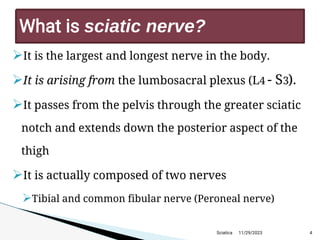 
It is the largest and longest nerve in the body.

It is arising from the lumbosacral plexus (L4 - S3).

It passes from the pelvis through the greater sciatic
notch and extends down the posterior aspect of the
thigh

It is actually composed of two nerves

Tibial and common fibular nerve (Peroneal nerve)
11/29/2023 4
What is sciatic nerve?
Sciatica
 