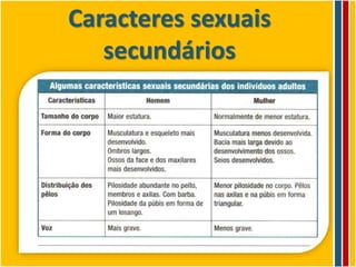 Caracteres sexuais primários e secundários | PPTX