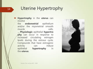 Uterine Hypertrophy
 Hypertrophy in the uterus can
involve
the endometrial epithelium
and/or the myometrial smooth
muscle cells.
... Physiologic epithelial hypertro
phy can occur in response to
increased circulating estrogen
levels during the estrous cycle.
Compounds that have estrogenic
activity can induce
epithelial hypertrophy in
the uterus.
Tanveer Tara ,Lecture MLT , SUIR
14
 