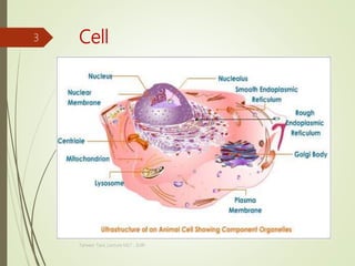 Cell
Tanveer Tara ,Lecture MLT , SUIR
3
 