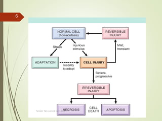 Tanveer Tara ,Lecture MLT , SUIR
6
 
