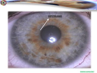 Dr. Clodoaldo Pacheco

                                                             .



                        HIPOTÁLAMO




                                     TERAPIA FLOR DE ÍRIS®
 