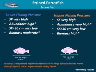 Lower Fishing Pressure
• SF very high
• Abundance high*
• SF>30 cm very low
• Biomass moderate*
Higher Fishing Pressure
• ...