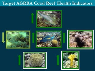Macroalgae
Commercial Species
Herbivorous Fish Diadema urchins
Coral
Cover
Coral
‘recruits’
Target AGRRA Coral Reef Health...