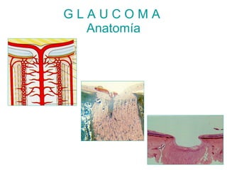 GLAUCOMA
  Anatomía
 