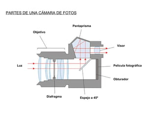 PARTES DE UNA CÁMARA DE FOTOS Objetivo Pentaprisma Visor Película fotográfica Obturador Espejo a 45º Diafragma Luz 