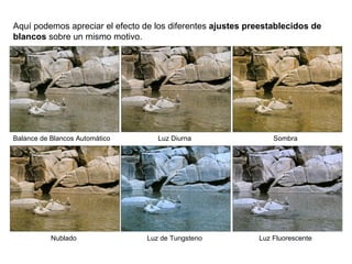 Balance de Blancos Automático Luz Diurna Sombra Nublado Luz de Tungsteno Luz Fluorescente Aquí podemos apreciar el efecto de los diferentes  ajustes preestablecidos de blancos  sobre un mismo motivo. 