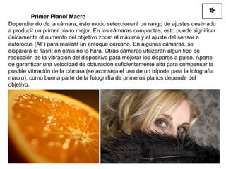 Dependiendo de la cámara, este modo seleccionará un rango de ajustes destinado a producir un primer plano mejor. En las cámaras compactas, esto puede significar únicamente el aumento del objetivo zoom al máximo y el ajuste del sensor a autofocus (AF) para realizar un enfoque cercano. En algunas cámaras, se disparará el flash; en otras no lo hará. Otras cámaras utilizarán algún tipo de reducción de la vibración del dispositivo para mejorar los disparos a pulso. Aparte de garantizar una velocidad de obturación suficientemente alta para compensar la posible vibración de la cámara (se aconseja el uso de un trípode para la fotografía macro), como buena parte de la fotografía de primeros planos depende del objetivo. Primer Plano/ Macro 