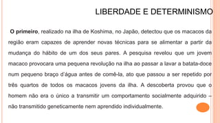 LIBERDADE E DETERMINISMO
O primeiro, realizado na ilha de Koshima, no Japão, detectou que os macacos da
região eram capazes de aprender novas técnicas para se alimentar a partir da
mudança do hábito de um dos seus pares. A pesquisa revelou que um jovem
macaco provocara uma pequena revolução na ilha ao passar a lavar a batata-doce
num pequeno braço d’água antes de comê-la, ato que passou a ser repetido por
três quartos de todos os macacos jovens da ilha. A descoberta provou que o
homem não era o único a transmitir um comportamento socialmente adquirido –
não transmitido geneticamente nem aprendido individualmente.
 